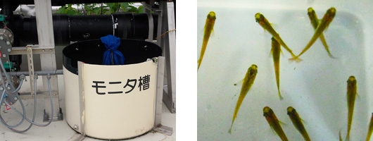 Water quality monitoring and keeping of killifish